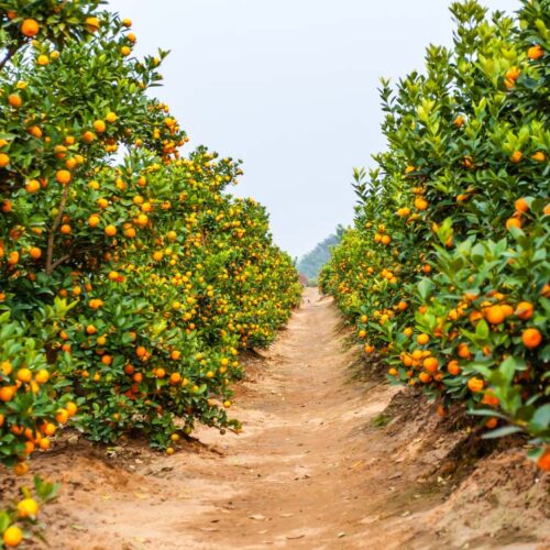 Kamala Orange Cultivation!