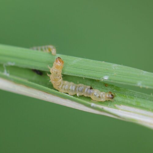 Leaf Roller Caterpillars Attacking Paddy Crops!