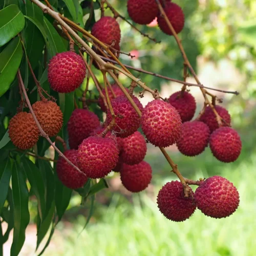 Litchi Fruit Cultivation!