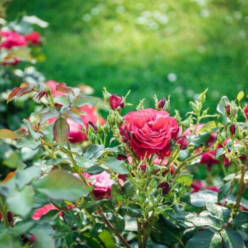 Diseases in Roses and Control Methods!