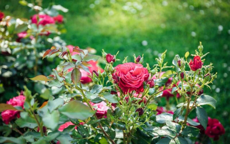 Diseases in Roses and Control Methods!