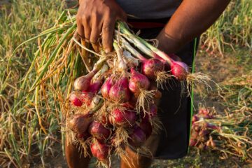 சிறிய வெங்காய சாகுபடியில் நீர் மற்றும் உரப்பாசன மேலாண்மை!