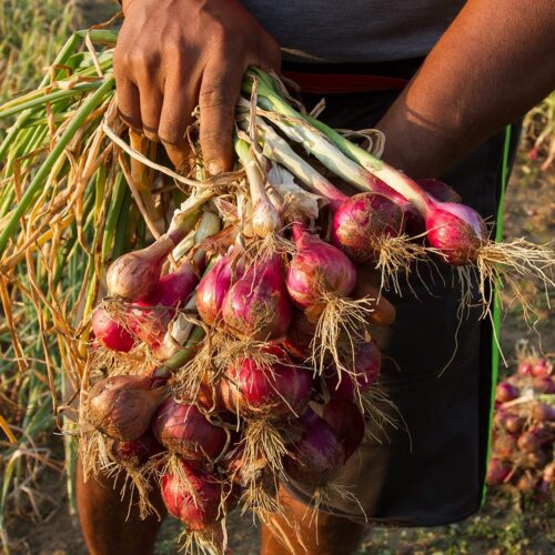 சிறிய வெங்காய சாகுபடியில் நீர் மற்றும் உரப்பாசன மேலாண்மை!