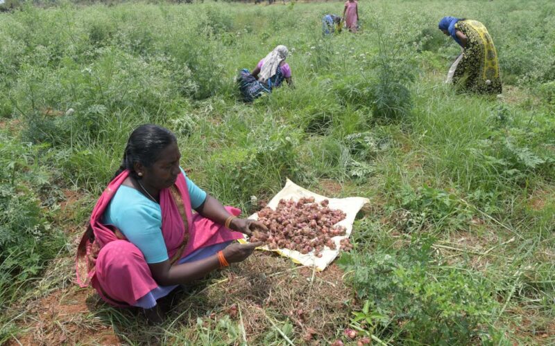 Water and Fertilizer Management in Small Onion Cultivation!