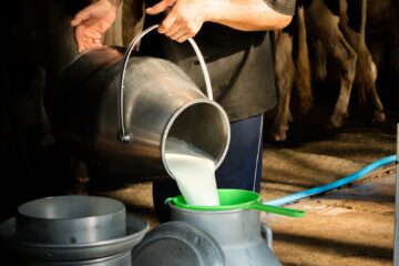 Best Milk Production Techniques!