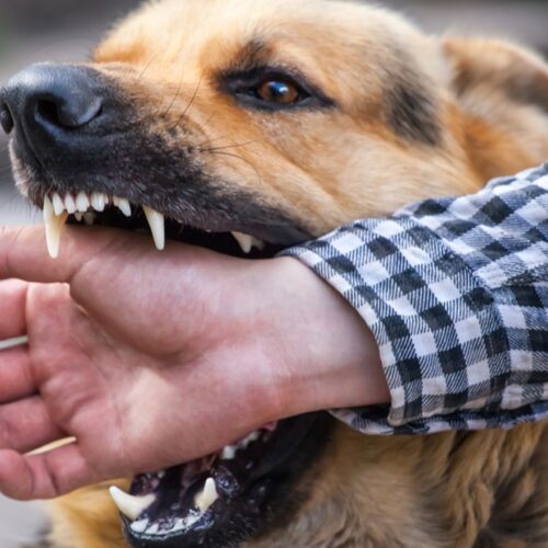 The Importance of Rabies Vaccination!